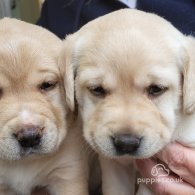 Labrador Retriever - Both