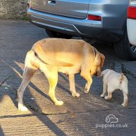 Labrador Retriever - Both