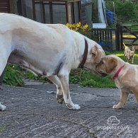 Labrador Retriever - Both