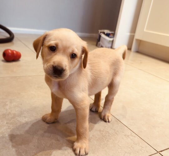 Labrador Retriever