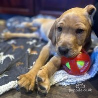 Labrador Retriever - Dogs