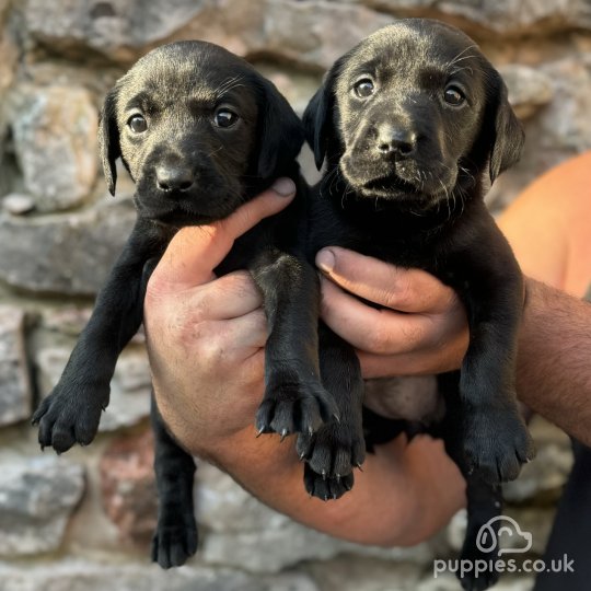 Black labrador retriever puppies for sale near me hotsell