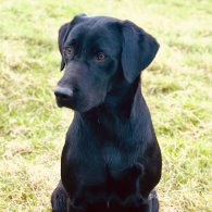 Labrador Retriever - Both