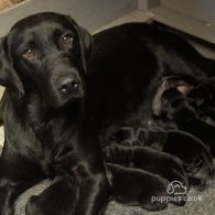 Labrador Retriever - Both