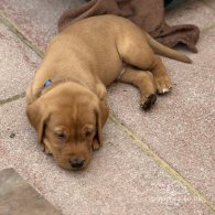 Labrador Retriever - Both