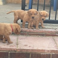 Labrador Retriever - Both