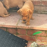 Labrador Retriever - Both