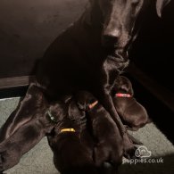 Labrador Retriever - Both