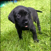 Labrador Retriever - Both