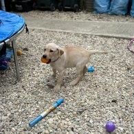 Labrador Retriever - Both