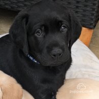 Labrador Retriever - Both