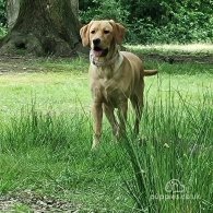 Labrador Retriever - Both