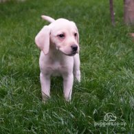 Labrador Retriever - Both