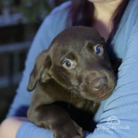 Labrador Retriever - Both