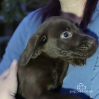 Labrador Retriever - Both