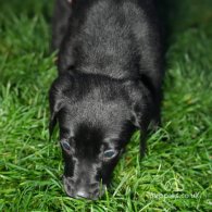 Labrador Retriever - Both