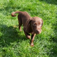 Labrador Retriever - Both