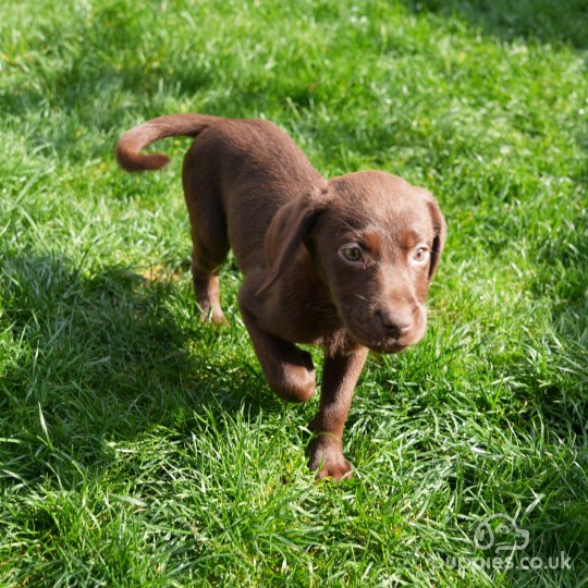 Labrador Retriever - Both