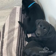 Labrador Retriever - Both