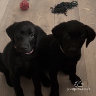 Labrador Retriever - Both