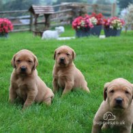 Labrador Retriever - Both