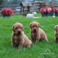 Labrador Retriever - Both