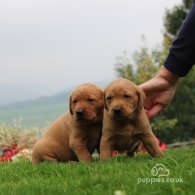 Labrador Retriever - Both