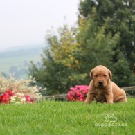 Labrador Retriever - Both