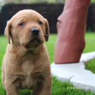 Labrador Retriever - Both