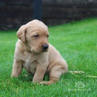 Labrador Retriever - Both