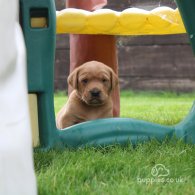 Labrador Retriever - Both