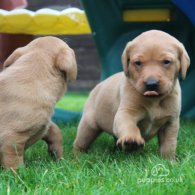 Labrador Retriever - Both