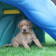 Labrador Retriever - Both