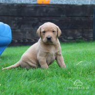 Labrador Retriever - Both