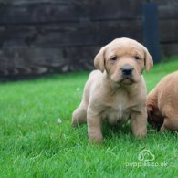 Labrador Retriever - Both