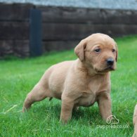 Labrador Retriever - Both