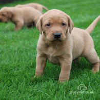 Labrador Retriever - Both