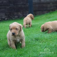 Labrador Retriever - Both