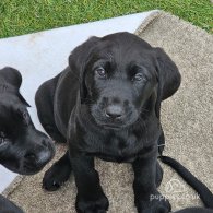 Labrador Retriever - Both