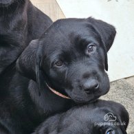 Labrador Retriever - Both