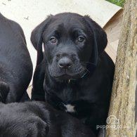 Labrador Retriever - Both