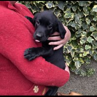 Labrador Retriever - Dogs