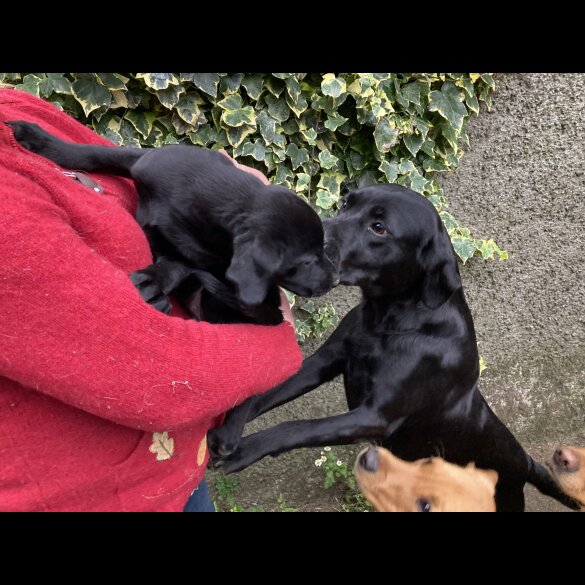 Labrador Retriever - Dogs