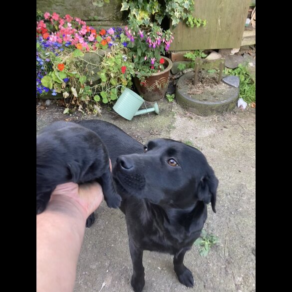 Labrador Retriever - Dogs