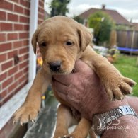 Labrador Retriever - Both