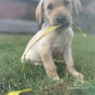 Labrador Retriever - Both