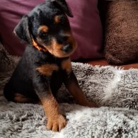 Lakeland Terrier - Both