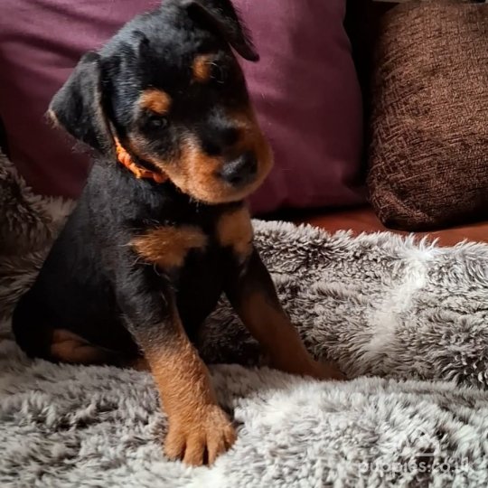 Lakeland Terrier - Both