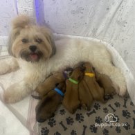 Shih Tzu - Both