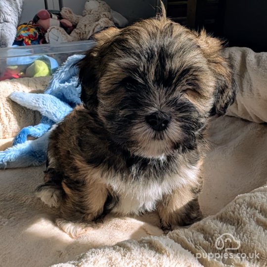 Lhasa Apso - Dogs